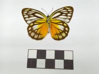 Entomología Insectos Disecados Mariposas Reales Decoración. segunda mano   México 