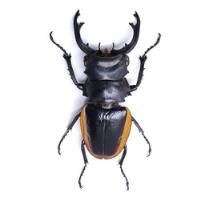 Entomología Insectos Disecados Escarabajos Gigantes segunda mano   México 