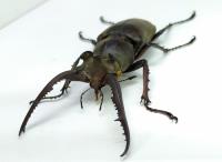 Entomología Insectos Disecados Escarabajos Regulares  segunda mano   México 
