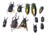 Entomología Insectos Disecados Unmounted, Sin Montar segunda mano   México 