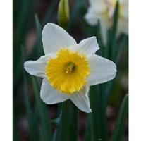 Narciso Paq De 6 Pzas   ( Planta ) Narcissus Dif Colores + segunda mano   México 