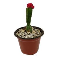 Usado, Cactus Injerto Cactácea Suculenta Raro Exótico Gymnocalycium segunda mano   México 