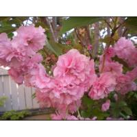 De Semillas Cerezo Japones Sakura-kanzan Flor Rosa Doble  segunda mano   México 