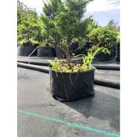 bonsai junipero segunda mano   México 