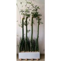 Bambú Grande Completo Natural - Nuevo  segunda mano   México 