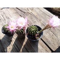 Juego De 3 Cactus Echinopsis Rosa 2 Pulgadas En Floración  segunda mano   México 