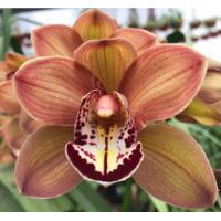 Orquideas Cymbidium Planta Adulta Varios Bulbos Para Florear segunda mano   México 