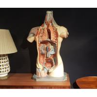 Usado, Años 50s Antiguo Modelo Anatomico Fernandez Ed Vintage segunda mano   México 