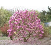 Magnolia Rosa Arbol - Variedad Liliflora - 1mo+ Pocas Piezas segunda mano   México 