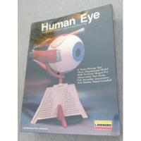 Usado, Humman Eye A Escala Ojo Humano Lindberg Anatomically Acurate segunda mano   México 