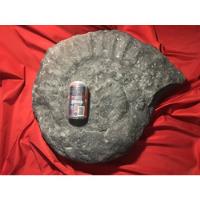 Fósil Amonita  60 Cm  Peso 25-30 Kg. Megadolon  segunda mano   México 