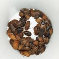 100 Cucarachas Blaptica Dubia Alimento Vivo P/ Insectívoros  segunda mano   México 