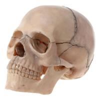 Modelo Anatómico New!! De Cráneo Humano 1:2 Tamaño 15, usado segunda mano   México 