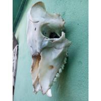 Cráneo De Jabalí Natural  segunda mano   México 