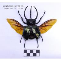 Entomología Insecto Escarabajo Chalcosoma Rinoceronte +110mm, usado segunda mano   México 