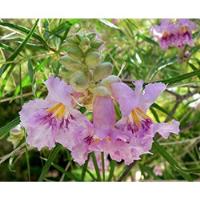 Semillas Chilopsis Linearis-mimbre-flores Rosa-20x-matizadas, usado segunda mano   México 