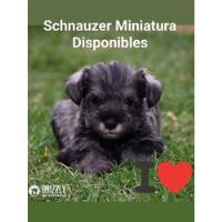  Schnauzer Miniatura Cachorros, usado segunda mano   México 