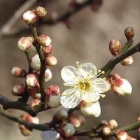 5 Semillas De Prunus Mume Albaricoque Japonés, usado segunda mano   México 