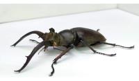 Entomología Insectos Disecados Escarabajos Medianos segunda mano   México 