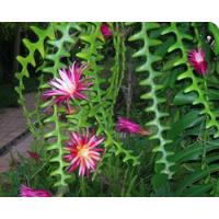 1 Semilla Esqueje Cactus Selenicereus Flores Rojas C/ Blanco segunda mano   México 