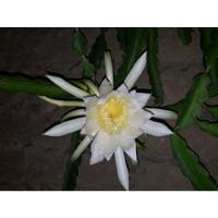 20cm Encaje Epiphyllum Oxypetalum Flor De Una Noche segunda mano   México 