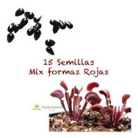 15 Semillas Venus Atrapamoscas Formas Rojas Mix Carnívoras, usado segunda mano   México 