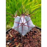 Cactus Echinocactus Platyacanthus Biznaga Raro segunda mano   México 