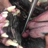 Cirugía Para Perros Braquicefalos, usado segunda mano   México 