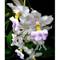 Paquete De Orquídeas Variadas Con Envío  segunda mano   México 