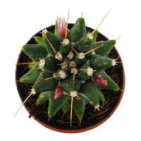 Cactus Mammillaria Magnimamma Exótico Coleccionable Suculent segunda mano   México 