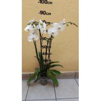 De Semilla Orquídea Phalaenopsis Blanca Con 2 Varas Florales segunda mano   México 