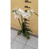 De Semilla Orquídea Phalaenopsis Blanca Con 3 Varas Florales segunda mano   México 