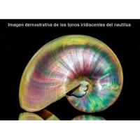 Concha De Caracol Marino Nautilus Perla Autentico Gigante, usado segunda mano   México 