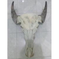 Cráneo Búfalo Americano , Para Arte Huichol, Perchero , usado segunda mano   México 