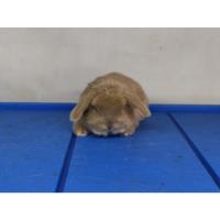 Auténtico Conejo Mini Lop Para Mascota 100% Puro segunda mano   México 