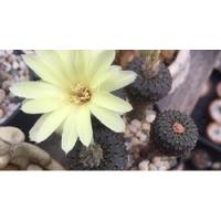 Frailea Phaeodisca Cactus Exótico Astrophytum Echinocactus  segunda mano   México 