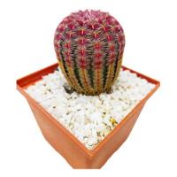 Cactus Arcoiris Echinocereus Rigidissimus Raro Exótico Colec segunda mano   México 