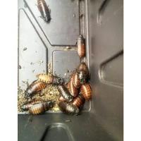 Alimento Vivo Cucaracha De Madagascar, Lobster Y Runner X100 segunda mano   México 