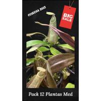 Plant. Carnivoras/ Nepenthesraffesiana Pack 12ejemplares Med segunda mano   México 