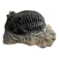 Trilobite Fósil  En Matriz Roca segunda mano   México 