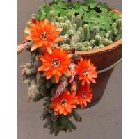 Cactus. Chamaecereus Silvestrii  segunda mano   México 