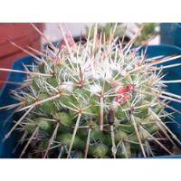 Cactus Mammillaria Compressa Juvenil  segunda mano   México 