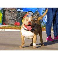 Cachorro Bully Exótico Merle segunda mano   México 
