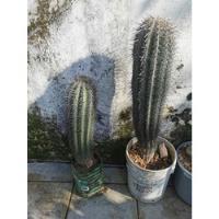 Cactus Grande Con Maceta  segunda mano   México 