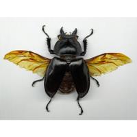 Entomología Insectos Disecados Escarabajos Regulares  segunda mano   México 