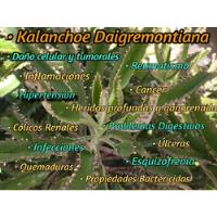 Kalanchoe Planta , Extracto Tintura Madre 50ml. Orgánica., usado segunda mano   México 