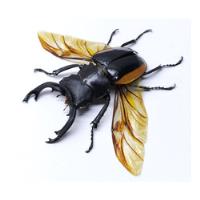 Entomología Insectos Disecados Escarabajos Extra Grandes segunda mano   México 