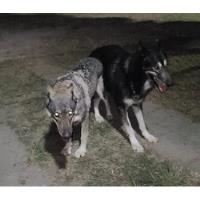 Wolfdog, Cachorros De Perro Lobo segunda mano   México 